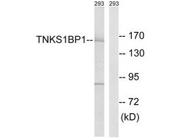 Anti-TNKS1BP1, C-Terminal antibody produced in rabbit~1 mg/mL, affinity isolated antibody, buffered aqueous solution