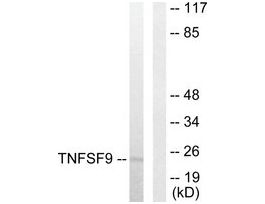 Anti-TNFSF9 antibody produced in rabbit~1 mg/mL, affinity isolated antibody, buffered aqueous solution