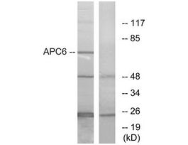 Anti-APC6 antibody produced in rabbit~1 mg/mL, affinity isolated antibody, buffered aqueous solution