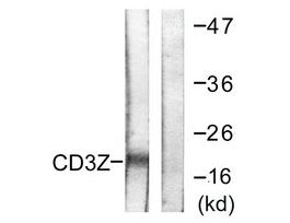 Anti-CD3 zeta, C-Terminal antibody produced in rabbit~1 mg/mL, affinity isolated antibody, buffered aqueous solution