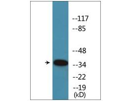 Anti-phospho-CREB (pSer142) antibody produced in rabbit~1 mg/mL, affinity isolated antibody, buffered aqueous solution