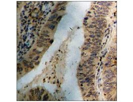 Anti-phospho-Tyrosine Hydroxylase (pSer19) antibody produced in rabbit~1 mg/mL, affinity isolated antibody, buffered aqueous solution