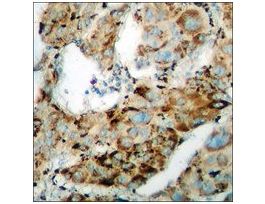 Anti-phospho-CDC25B (pSer323) antibody produced in rabbit~1 mg/mL, affinity isolated antibody, buffered aqueous solution