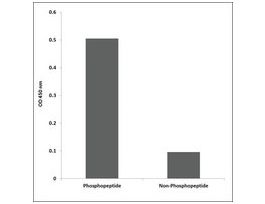 Anti-phospho-c-PLA2 (pSer505) antibody produced in rabbit~1 mg/mL, affinity isolated antibody, buffered aqueous solution