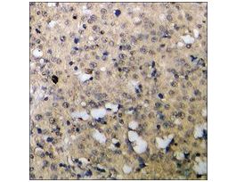 Anti-phospho-CDC6 (pSer54) antibody produced in rabbit~1 mg/mL, affinity isolated antibody, buffered aqueous solution