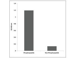 Anti-phospho-Chk2 (pThr387) antibody produced in rabbit~1 mg/mL, affinity isolated antibody, buffered aqueous solution