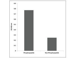 Anti-phospho-BCL-2 (pSer87) antibody produced in rabbit~1 mg/mL, affinity isolated antibody, buffered aqueous solution