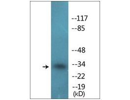Anti-phospho-CDK1/CDC2 (pThr14) antibody produced in rabbit~1 mg/mL, affinity isolated antibody, buffered aqueous solution