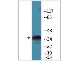 Anti-phospho-CREB (pSer121) antibody produced in rabbit~1 mg/mL, affinity isolated antibody, buffered aqueous solution