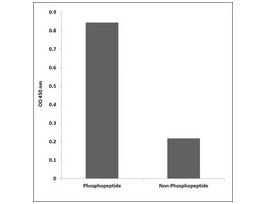 Anti-phospho-KIT (pTyr703) antibody produced in rabbit~1 mg/mL, affinity isolated antibody, buffered aqueous solution