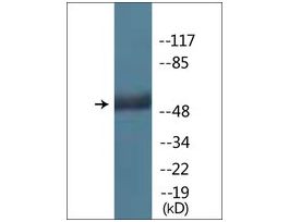 Anti-phospho-MDM2 (pSer166) antibody produced in rabbit~1 mg/mL, affinity isolated antibody, buffered aqueous solution