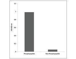Anti-phospho-BAD (pSer134) antibody produced in rabbit~1 mg/mL, affinity isolated antibody, buffered aqueous solution