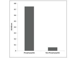 Anti-phospho-C/EBP-alpha (pThr226) antibody produced in rabbit~1 mg/mL, affinity isolated antibody, buffered aqueous solution