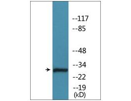 Anti-phospho-Caspase 3 (pSer150) antibody produced in rabbit~1 mg/mL, affinity isolated antibody, buffered aqueous solution