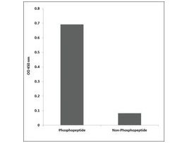 Anti-phospho-Catenin-beta (pTyr654) antibody produced in rabbit~1 mg/mL, affinity isolated antibody, buffered aqueous solution