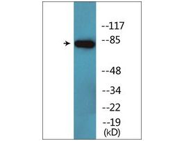 Anti-phospho-CD44 (pSer706) antibody produced in rabbit~1 mg/mL, affinity isolated antibody, buffered aqueous solution