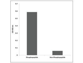 Anti-phospho-CD5 (pTyr453) antibody produced in rabbit~1 mg/mL, affinity isolated antibody, buffered aqueous solution
