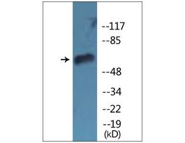 Anti-phospho-CDC25B (pSer353) antibody produced in rabbit~1 mg/mL, affinity isolated antibody, buffered aqueous solution