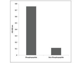 Anti-phospho-CDK7 (pThr170) antibody produced in rabbit~1 mg/mL, affinity isolated antibody, buffered aqueous solution