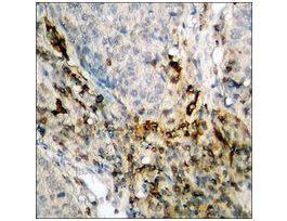 Anti-phospho-Coagulation Factor III (pSer290) antibody produced in rabbit~1 mg/mL, affinity isolated antibody, buffered aqueous solution