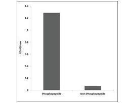 Anti-phospho-EGFR (pTyr1069) antibody produced in rabbit~1 mg/mL, affinity isolated antibody, buffered aqueous solution