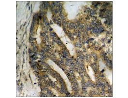 Anti-phospho-CDK5 (pTyr15) antibody produced in rabbit~1 mg/mL, affinity isolated antibody, buffered aqueous solution