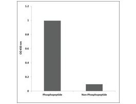 Anti-phospho-Desmin (pSer60) antibody produced in rabbit~1 mg/mL, affinity isolated antibody, buffered aqueous solution