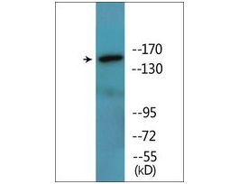 Anti-phospho-ASK1 (pSer966) antibody produced in rabbit~1 mg/mL, affinity isolated antibody, buffered aqueous solution