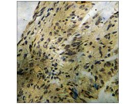Anti-phospho-BCL-2 (pSer70) antibody produced in rabbit~1 mg/mL, affinity isolated antibody, buffered aqueous solution