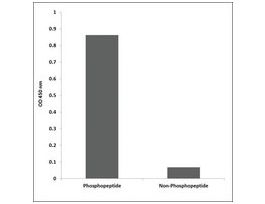 Anti-phospho-CaMK2 (pThr286) antibody produced in rabbit~1 mg/mL, affinity isolated antibody, buffered aqueous solution