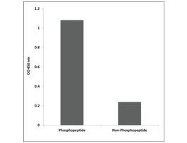 Anti-phospho-CDC2 (pThr161) antibody produced in rabbit~1 mg/mL, affinity isolated antibody, buffered aqueous solution