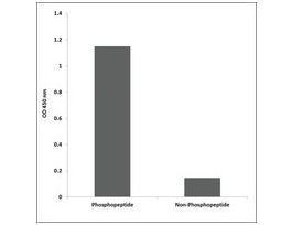 Anti-phospho-CDK2 (pThr160) antibody produced in rabbit~1 mg/mL, affinity isolated antibody, buffered aqueous solution