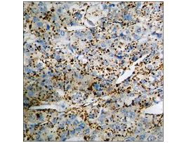 Anti-phospho-Chk1 (pSer345) antibody produced in rabbit~1 mg/mL, affinity isolated antibody, buffered aqueous solution