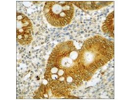 Anti-phospho-Connexin 43 (pSer367) antibody produced in rabbit~1 mg/mL, affinity isolated antibody, buffered aqueous solution