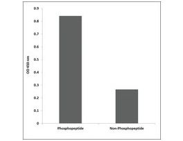 Anti-phospho-Cortactin (pTyr421) antibody produced in rabbit~1 mg/mL, affinity isolated antibody, buffered aqueous solution