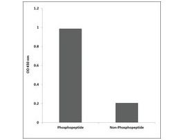 Anti-phospho-CREB (pSer133) antibody produced in rabbit~1 mg/mL, affinity isolated antibody, buffered aqueous solution