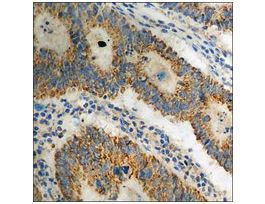 Anti-phospho-DARPP-32 (pThr34) antibody produced in rabbit~1 mg/mL, affinity isolated antibody, buffered aqueous solution