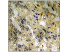 Anti-phospho-EGFR (pSer1070) antibody produced in rabbit~1 mg/mL, affinity isolated antibody, buffered aqueous solution