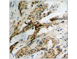 Anti-phospho-eNOS (pSer1176) antibody produced in rabbit~1 mg/mL, affinity isolated antibody, buffered aqueous solution