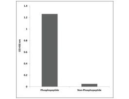 Anti-phospho-SAPK/JNK (pTyr185) antibody produced in rabbit~1 mg/mL, affinity isolated antibody, buffered aqueous solution