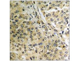 Anti-phospho-c-Jun (pThr239) antibody produced in rabbit~1 mg/mL, affinity isolated antibody, buffered aqueous solution