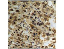 Anti-phospho-c-Jun (pThr93) antibody produced in rabbit~1 mg/mL, affinity isolated antibody, buffered aqueous solution