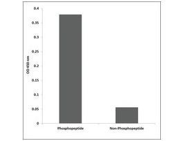 Anti-phospho-Lck (pTyr393) antibody produced in rabbit~1 mg/mL, affinity isolated antibody, buffered aqueous solution