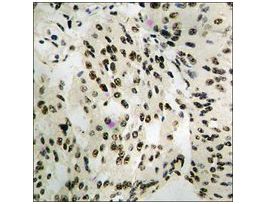 Anti-phospho-MEF2A (pThr312) antibody produced in rabbit~1 mg/mL, affinity isolated antibody, buffered aqueous solution