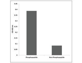 Anti-phospho-EGFR (pSer1071) antibody produced in rabbit~1 mg/mL, affinity isolated antibody, buffered aqueous solution
