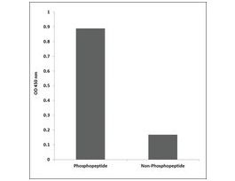 Anti-phospho-CaMK2-beta/gamma/delta (pThr287) antibody produced in rabbit~1 mg/mL, affinity isolated antibody, buffered aqueous solution