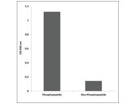 Anti-phospho-MDM4 (pSer367) antibody produced in rabbit~1 mg/mL, affinity isolated antibody, buffered aqueous solution