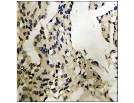 Anti-phospho-MEF2C (pSer396) antibody produced in rabbit~1 mg/mL, affinity isolated antibody, buffered aqueous solution