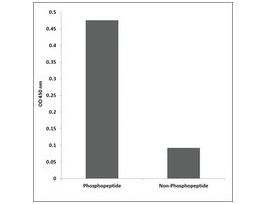 Anti-phospho-NFAT5/TonEBP (pSer155) antibody produced in rabbit~1 mg/mL, affinity isolated antibody, buffered aqueous solution
