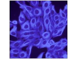 Anti-Mouse IgG (H+L), highly cross-adsorbed, CF(TM) 350 antibody produced in donkey~2 mg/mL, affinity isolated antibody 50UL